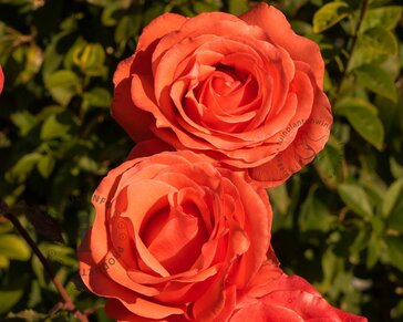 Rosa 'Jive'