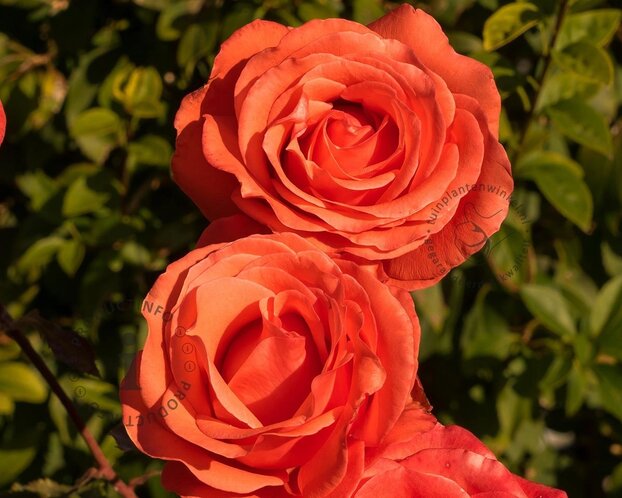 Rosa 'Jive'