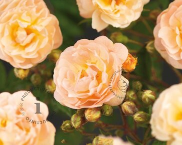Rosa rambler 'Ghislaine de Féligonde'