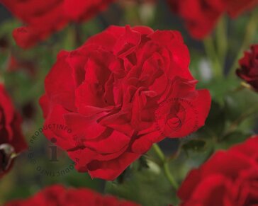 Rosa 'Nina Weibull'