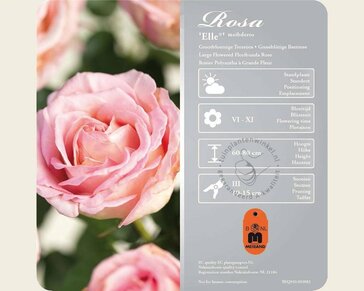Rosa 'Elle'
