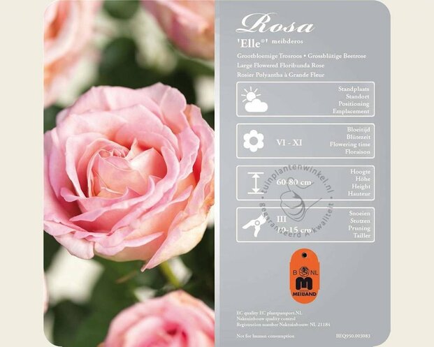 Rosa 'Elle'