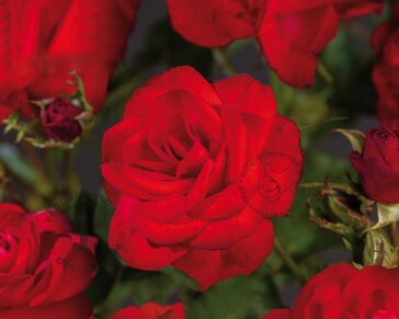 Rosa 'King Arthur'