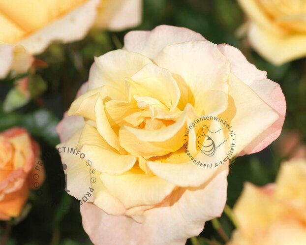 Rosa 'Moonlight'
