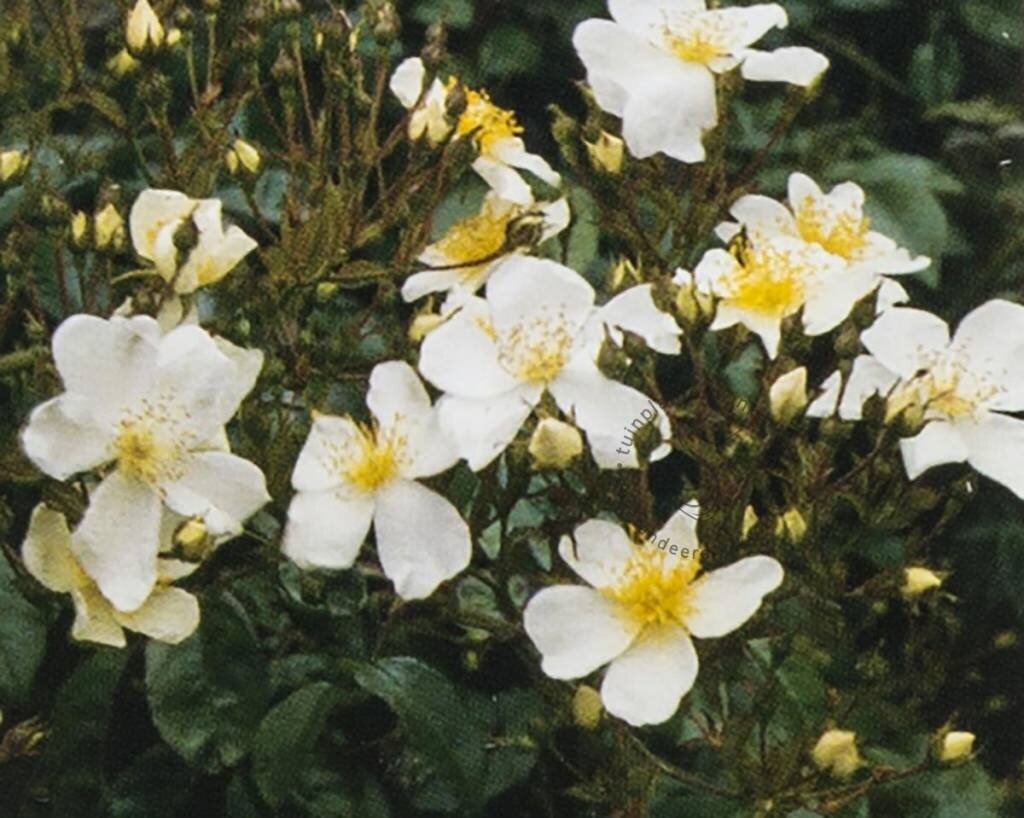 Rosa rambler 'Kiftsgate'