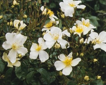 Rosa rambler 'Kiftsgate'