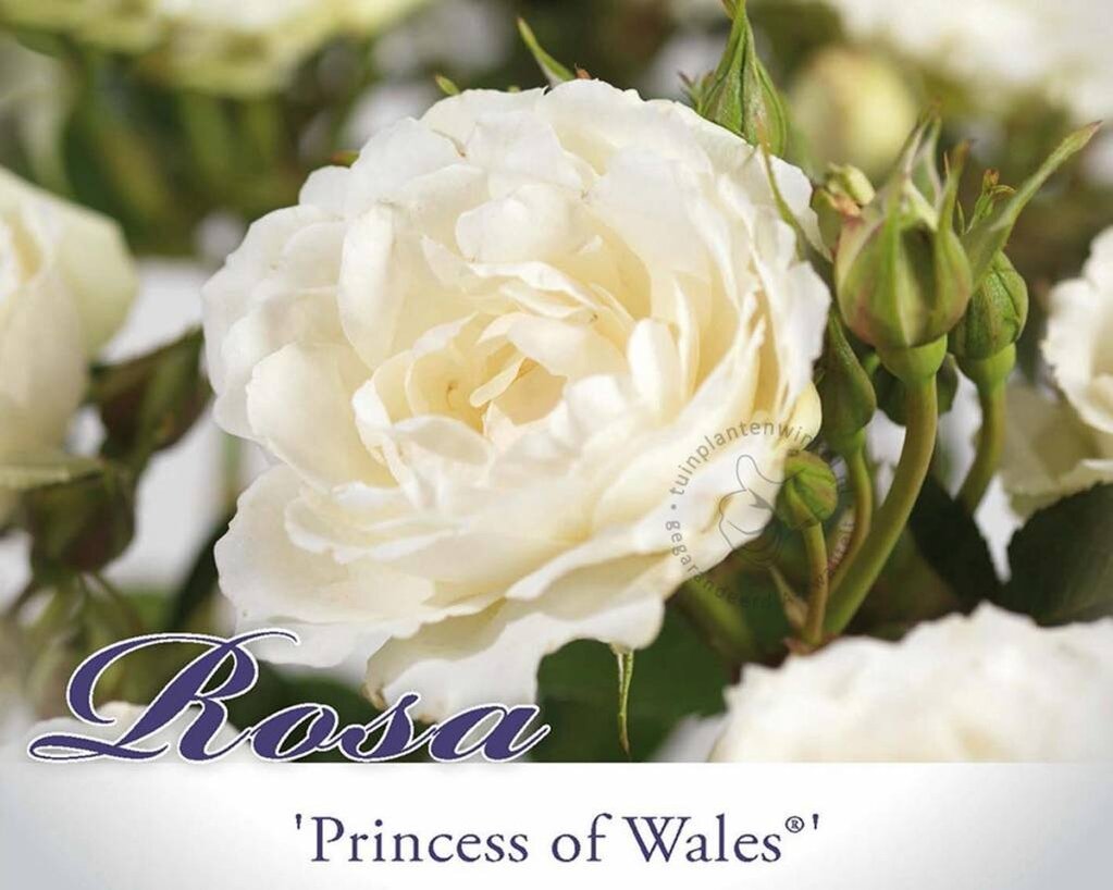 Rosa 'Princess of Wales'