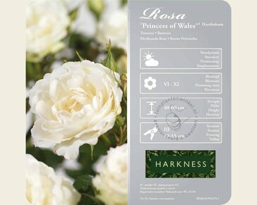 Rosa 'Princess of Wales'