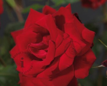 Rosa 'Dame de Coeur' - op stam