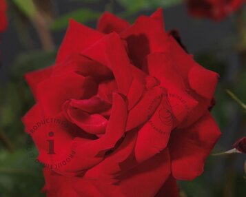 Rosa 'Dame de Coeur' - op stam image