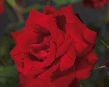 Rosa 'Dame de Coeur' - op stam