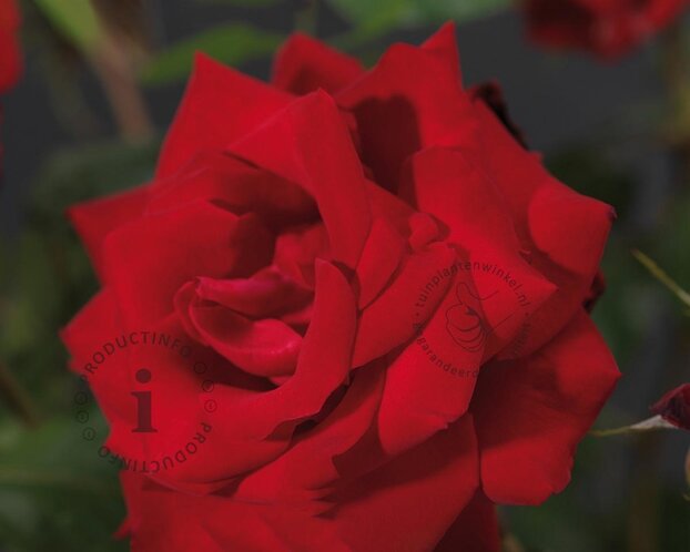 Rosa 'Dame de Coeur' - op stam