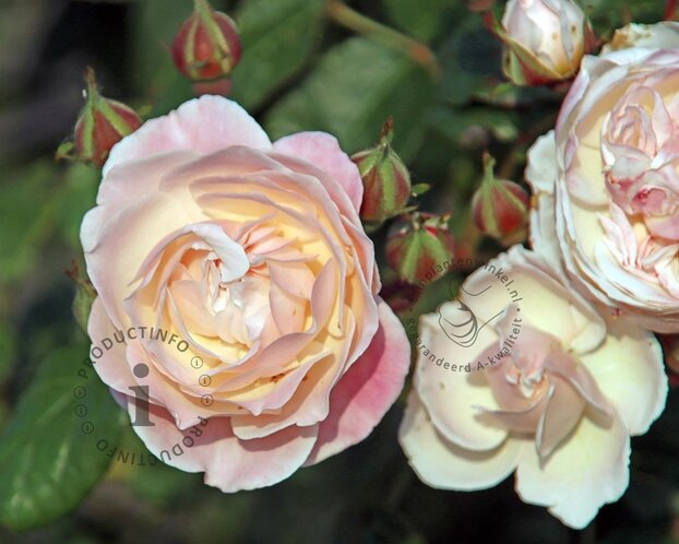 Rosa 'New Dreams'