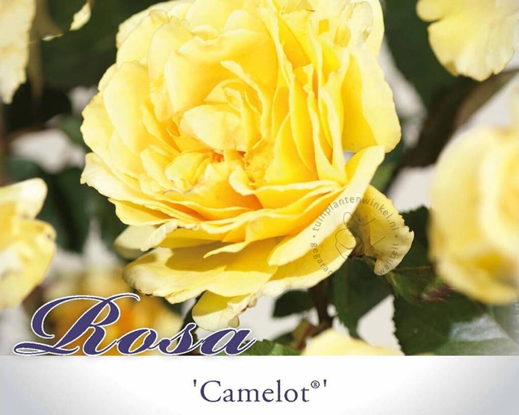 Rosa 'Camelot'