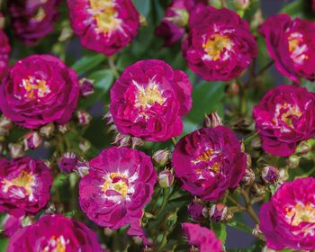 Rosa rambler 'Perennial Blue'