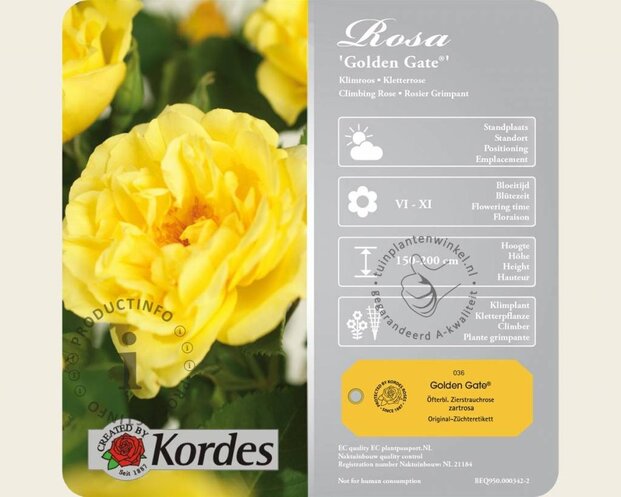 Rosa 'Golden Gate'