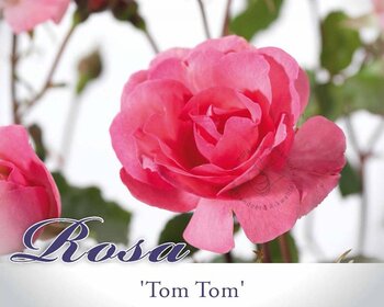 Rosa 'Tom Tom'