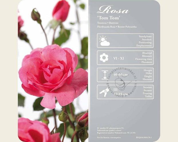 Rosa 'Tom Tom'