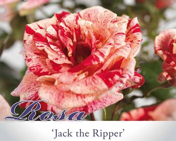 Rosa 'Jack the Ripper'