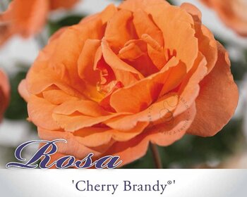 Rosa 'Cherry Brandy'