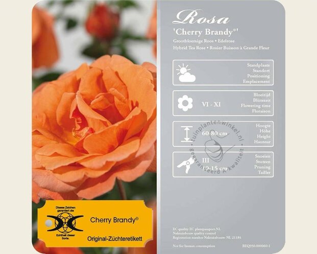 Rosa 'Cherry Brandy'