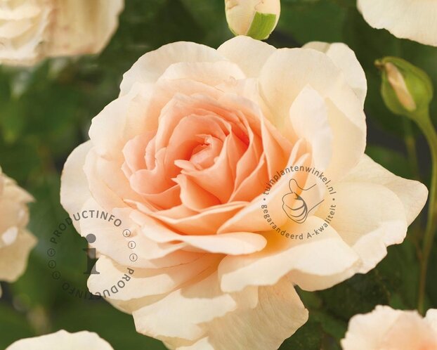 Rosa 'Hyde Park'