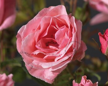 Rosa 'The Queen Elizabeth Rose' - op stam