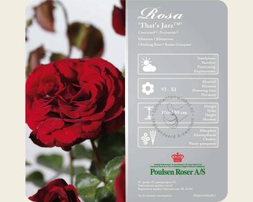Rosa 'That's Jazz'