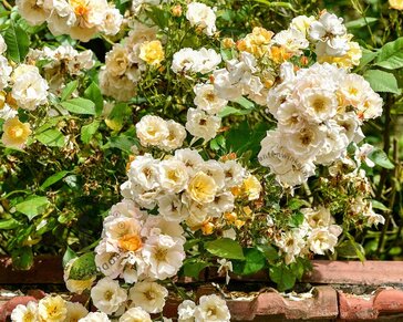 Rosa 'Pas de Deux'