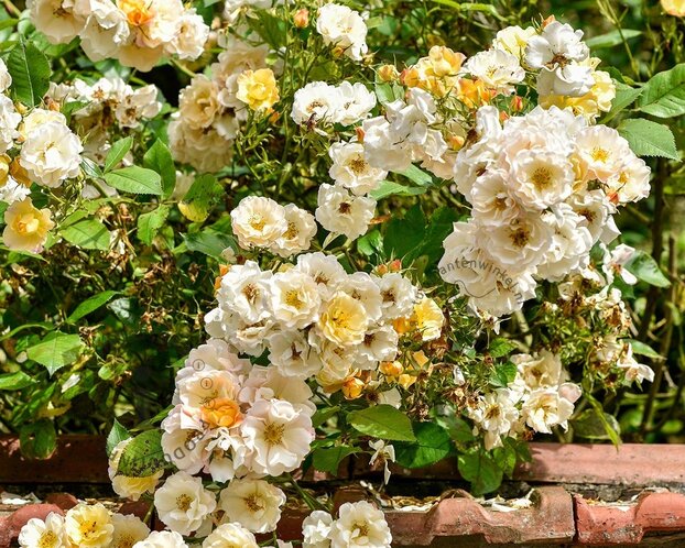 Rosa 'Pas de Deux'