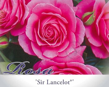 Rosa 'Sir Lancelot'