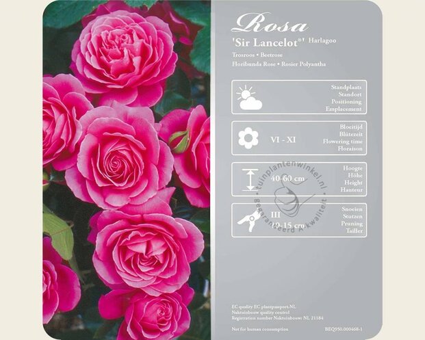 Rosa 'Sir Lancelot'