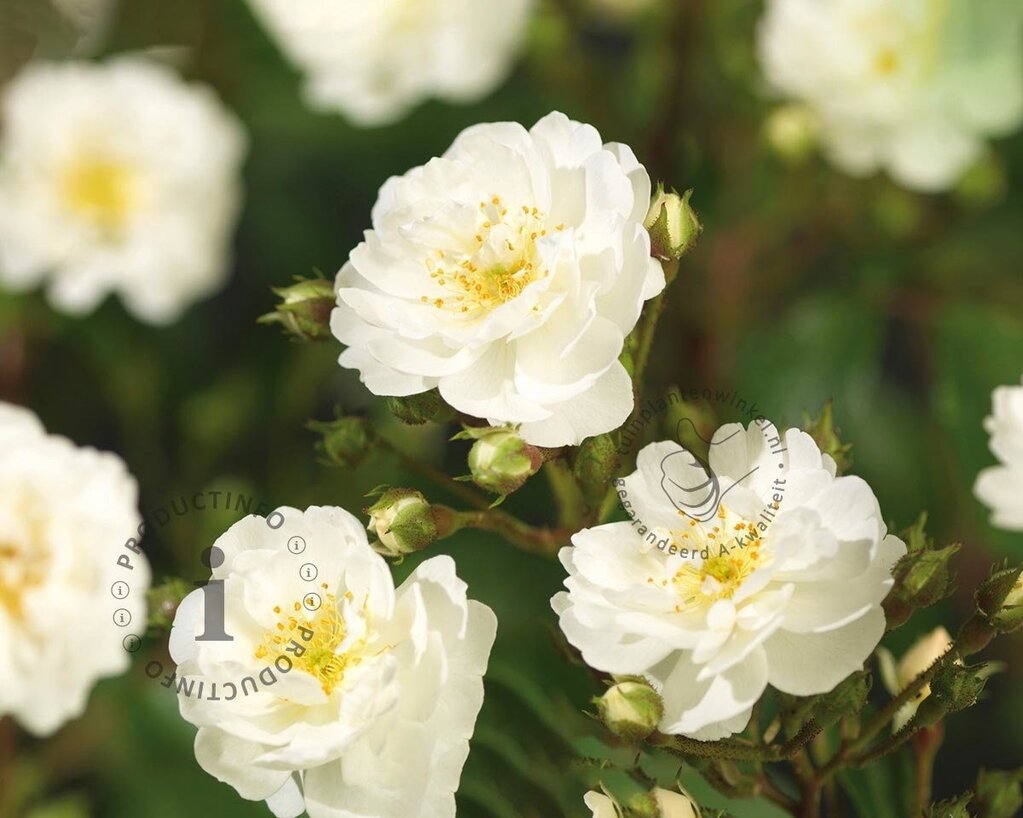 Rosa rambler 'Guirlande d'Amour'