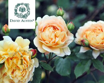 Rosa 'Golden Celebration'