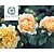 Rosa 'Golden Celebration'