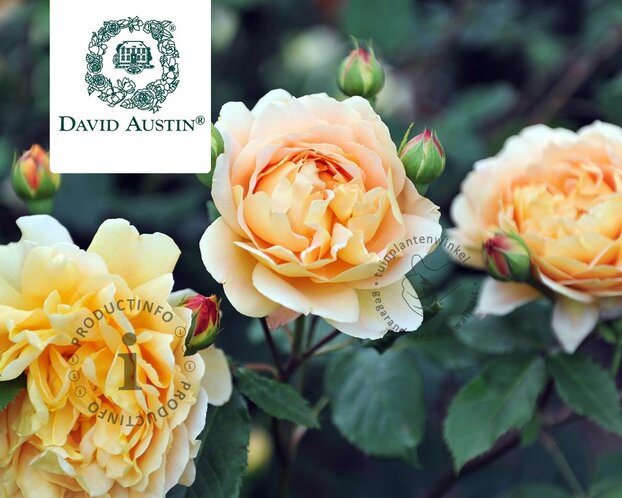 Rosa 'Golden Celebration'