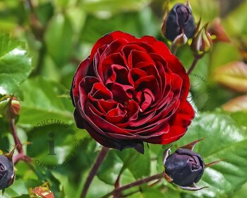 Rosa 'Nadia' (Renaissance)