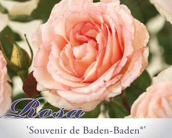 Rosa 'Souvenir de Baden-Baden'