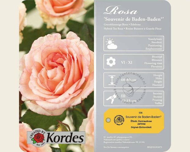 Rosa 'Souvenir de Baden-Baden'