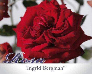 Rosa 'Ingrid Bergman' - op stam