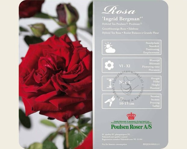 Rosa 'Ingrid Bergman' - op stam