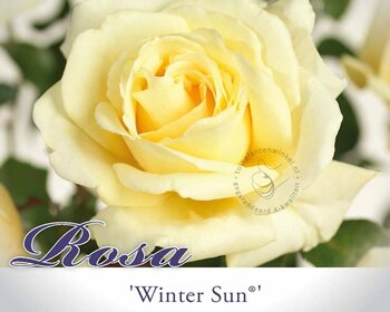 Rosa 'Winter Sun'