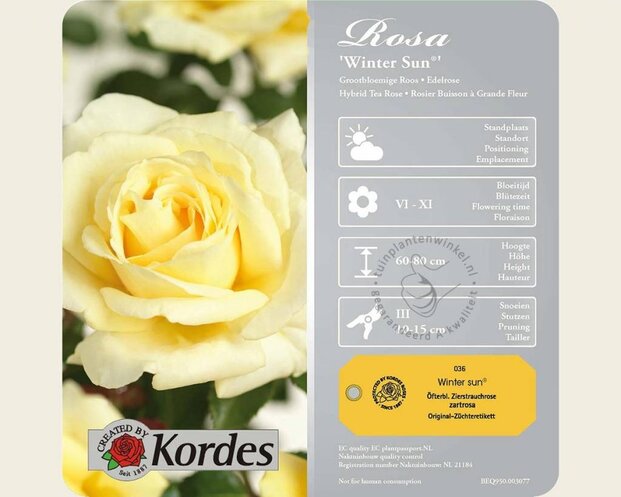 Rosa 'Winter Sun'