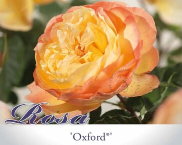 Rosa 'Oxford'