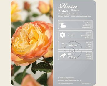 Rosa 'Oxford'