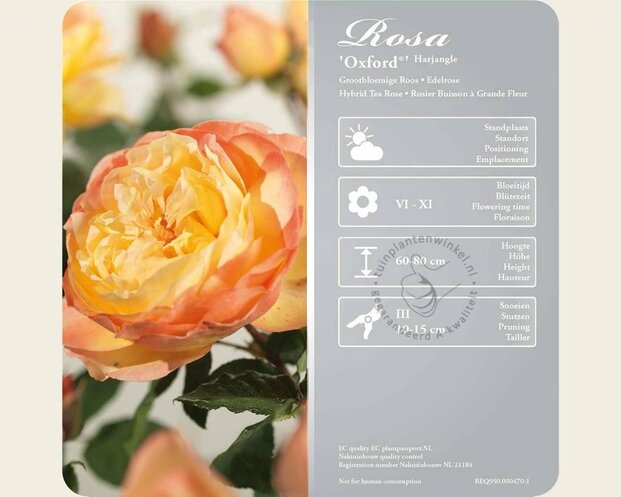 Rosa 'Oxford'