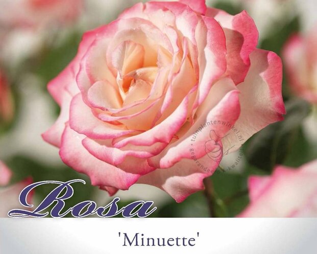 Rosa 'Minuette'