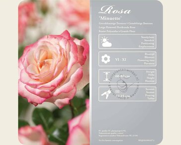 Rosa 'Minuette'
