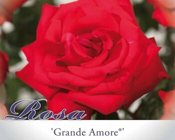 Rosa 'Grande Amore'