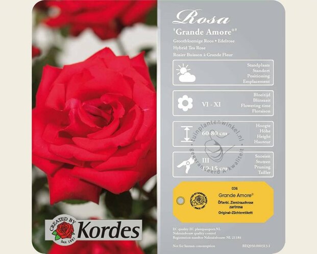Rosa 'Grande Amore'